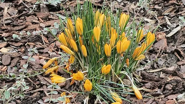 Kleine Krokus-Büschelchen zieren den Garten an der Sommersmühle.   | Foto: Rainer Göser 