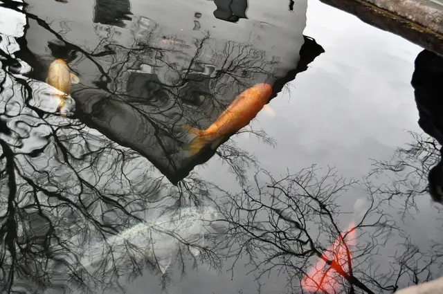 Irgendwie surreal. Eigentlich wollte ich die Kois fotografieren. Nun steht das Haus auf dem Kopf und es schwimmen die Kois vor den Fenstern. | Foto: Daniela Somers