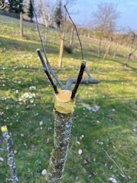 Pfropfen - Veredeln hinter der Rinde | Foto: OGV Kocher / Jagst e.V.