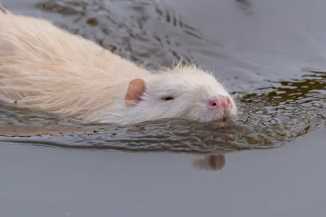 Albino Nutria | Foto: H. Rosenberger