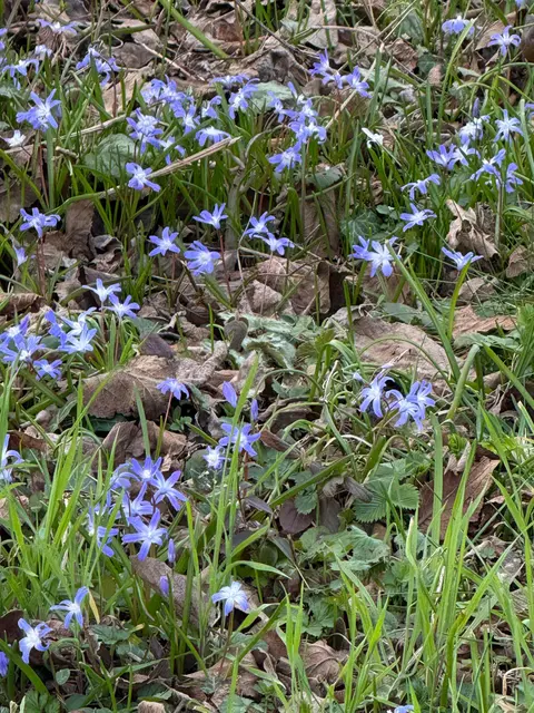 Blausterne in Hülle und Fülle | Foto: E. Rosendorf