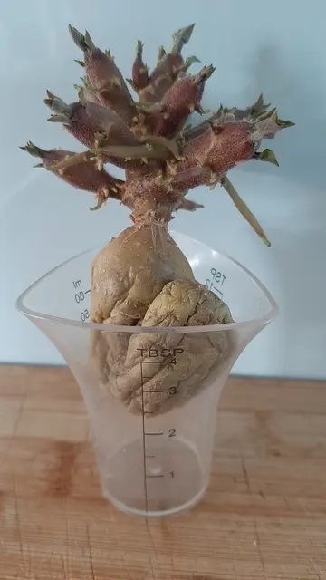 Foto: Annalies Walter