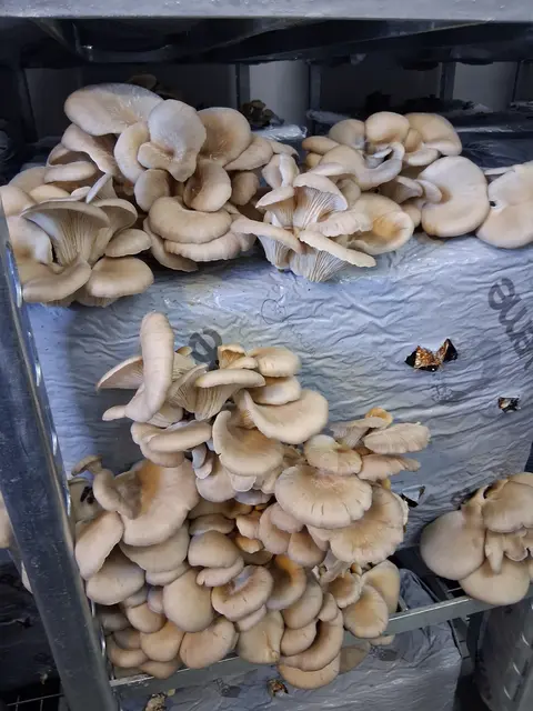 Austernpilze erntereif und nachwachsende. | Foto: privat