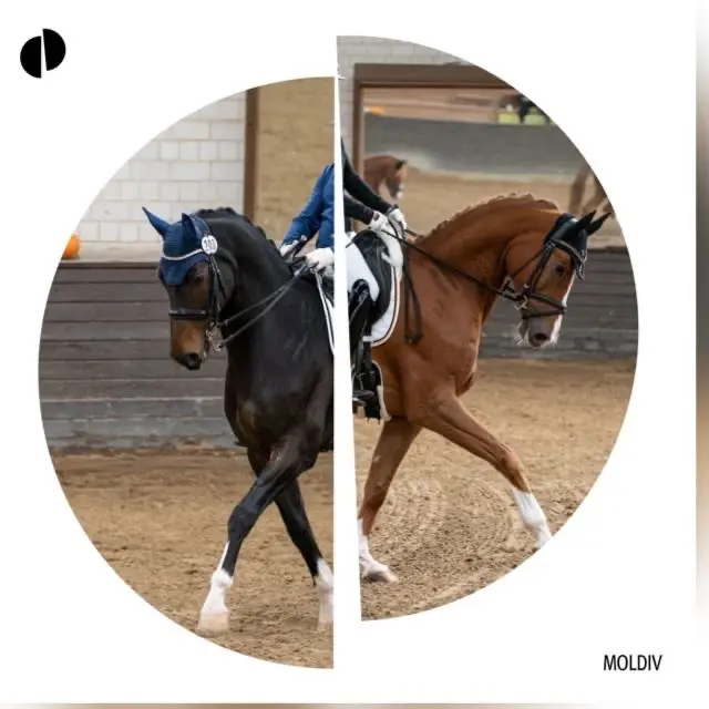 Foto: Bernhard Klesel