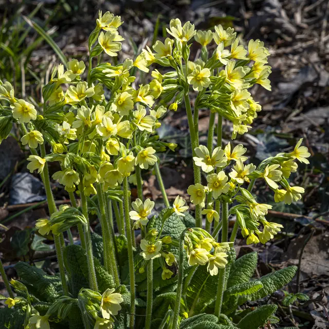 auch in Niederhofen | Foto: ehw