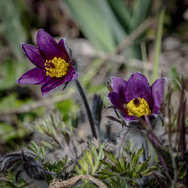 gesehen in Güglingen | Foto: ehw
