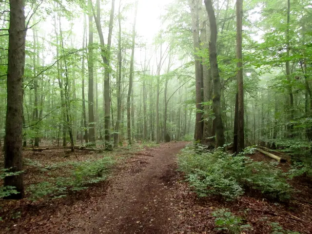 Die Gruppe Wandern mit d'r Gaby und em Erich ist viel im Heilbronner Stadtwald unterwegs.  | Foto: Wandern mit d'r Gaby und em Erich