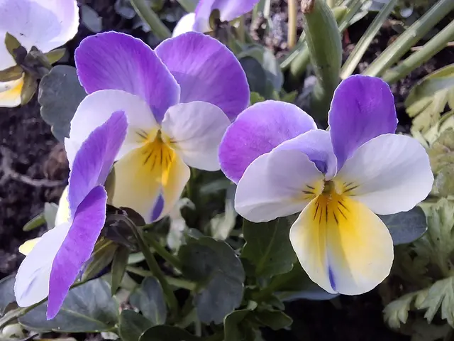 Foto: Norbert Sanftmann