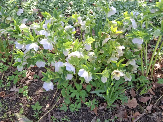 Foto: Norbert Sanftmann