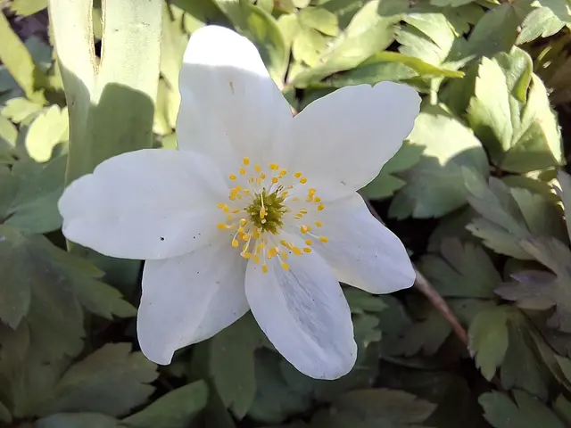 Foto: Norbert Sanftmann