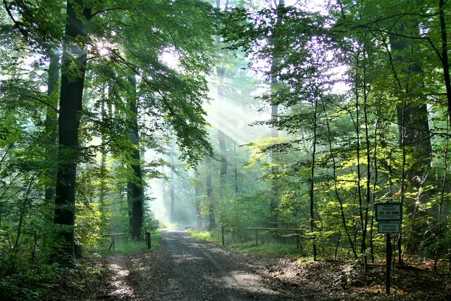 Die Sonnenstrahlen tauchen das Wald in mystisches Licht. | Foto: Konrad Schomerus