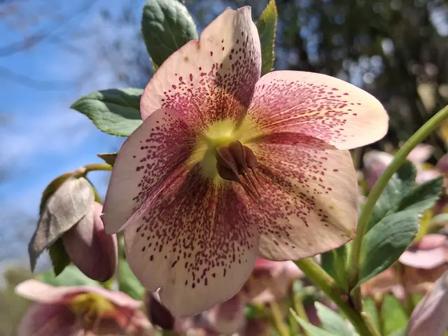 Foto: Norbert Sanftmann