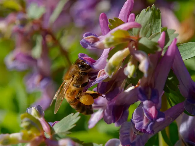 Lerchensporn | Foto: Eigenes Bild TB