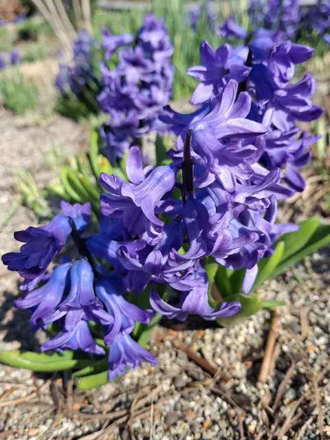 Foto: Norbert Sanftmann