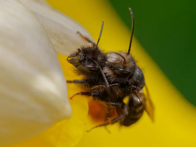 Paarung Mauerbienen | Foto: Eigenes Bild TB