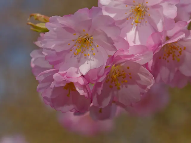 Zierkirschenblüte | Foto: Eigenes Bild TB