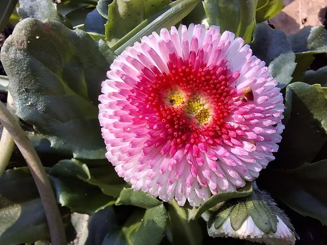 Foto: Norbert Sanftmann