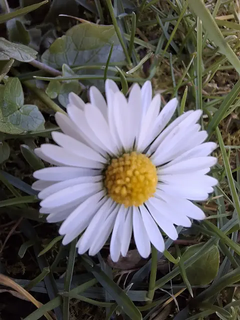 Foto: Norbert Sanftmann