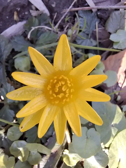 Foto: Norbert Sanftmann