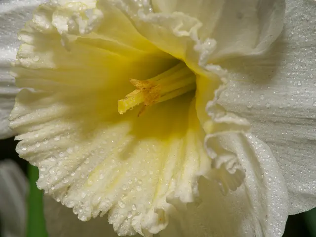 Narcisse | Foto: Eigenes Bild TB