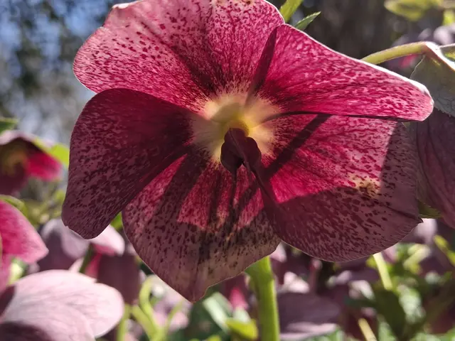 Foto: Norbert Sanftmann