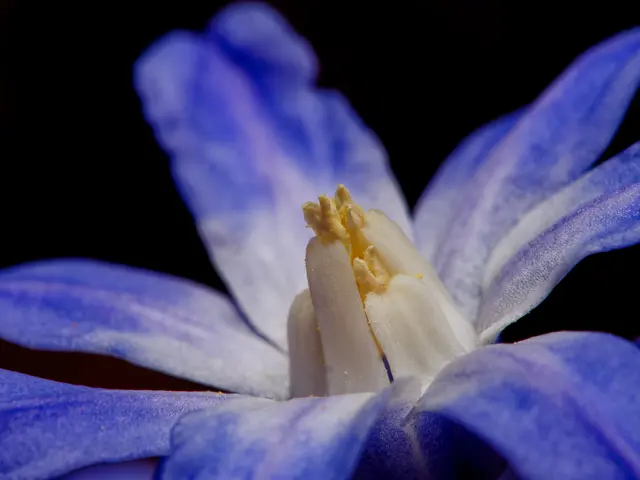 Scilla | Foto: Eigenes Bild TB