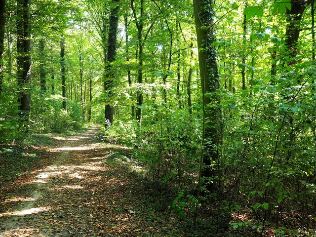 Das Grün der Wälder tut immer gut. | Foto: Helmut Baier