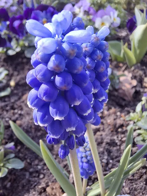 Foto: Norbert Sanftmann