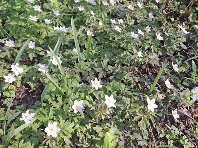 Foto: Norbert Sanftmann