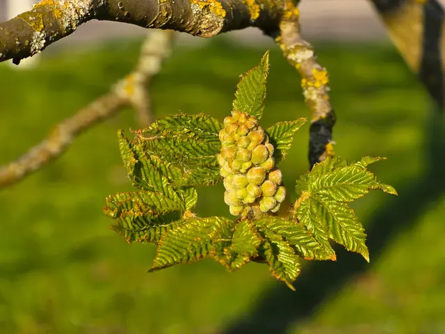 Foto: Heidrun Rosenberger