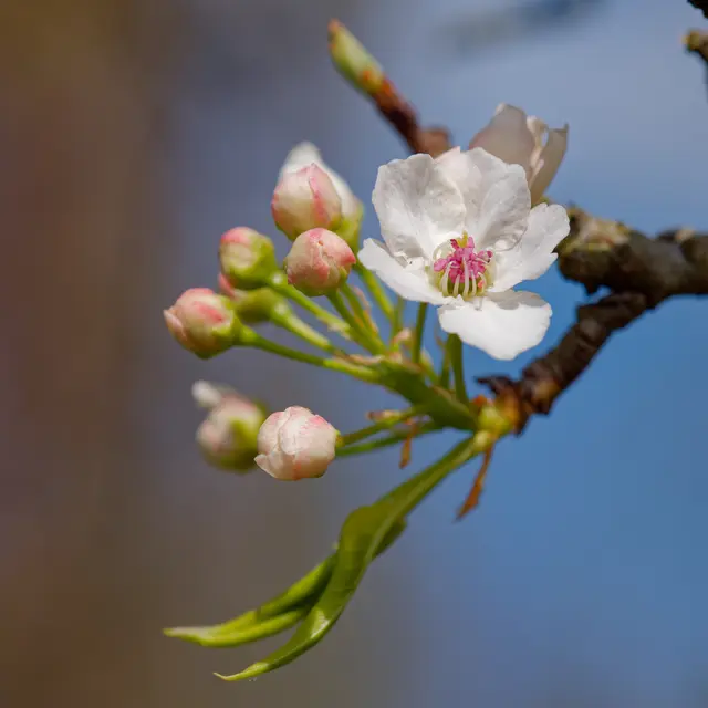 Birnenblüte | Foto: Eigenes Bild TB
