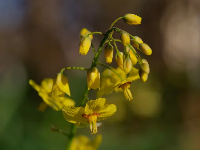 Elfenblume | Foto: Eigenes Bild TB