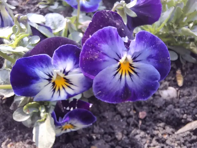 Foto: Norbert Sanftmann