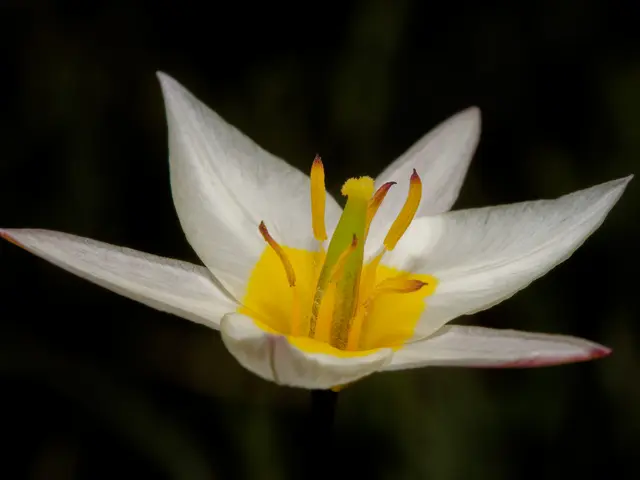 Wildtulpe | Foto: Eigenes Bild TB