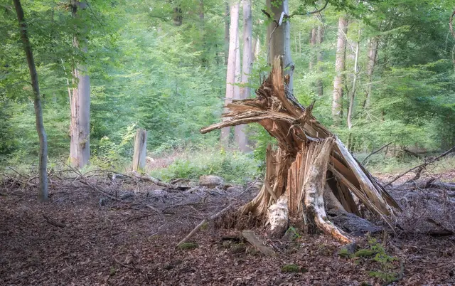 Dieser imposante Baumstumpf kann auch ein Ziel in einem Waldstück sein. | Foto: Gerhard Hölzel
