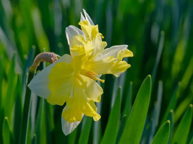 eine ganz besondere Narcissenfarbe | Foto: Eigenes Bild TB