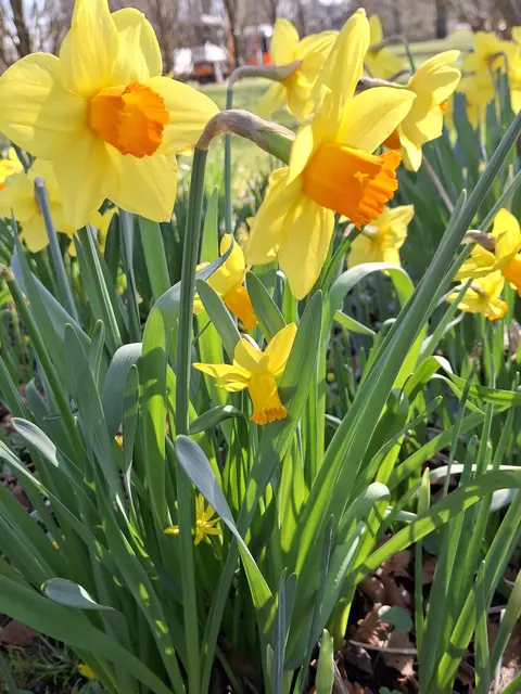 Foto: Norbert Sanftmann