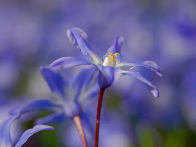 Blausternchen - Scilla | Foto: Eigenes Bild TB