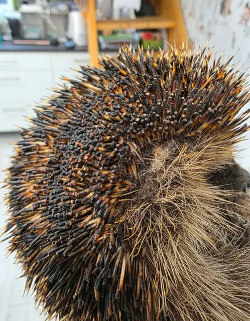 Igel mit schweren Verbrennungen durch Osterfeuer | Foto: Foto: Stachelkugel e. V. 