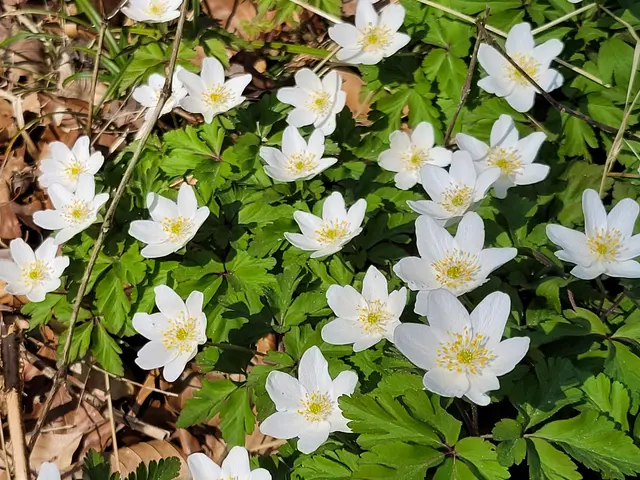 Anemonen | Foto: Hans Peter Schmitt