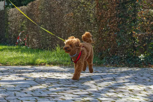 Benny tanzt 😸 | Foto: WKY