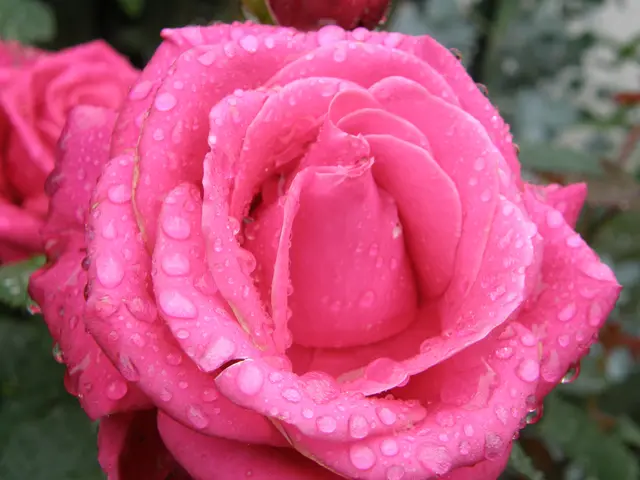 Foto: Hans Peter Schmitt