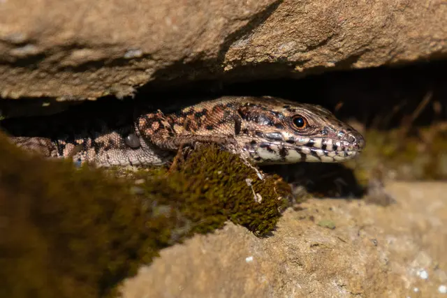 Eidechse | Foto: H. Rosenberger