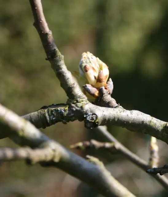 Noch ein klein wenig Geduld und Vorfreude .. | Foto: (c) GMS