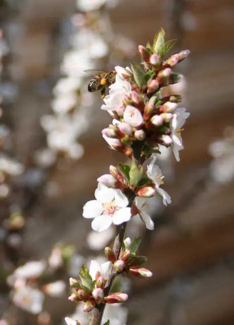 .. und die Wildbiene freut sich. | Foto: (c) GMS