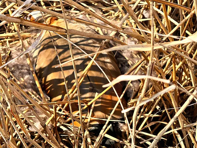 Foto: Heide Böllinger aus Bad Friedrichshall