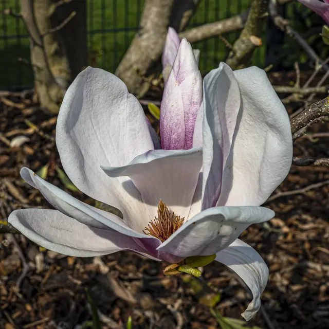 Blick in die Magnolie 
 | Foto: ehw