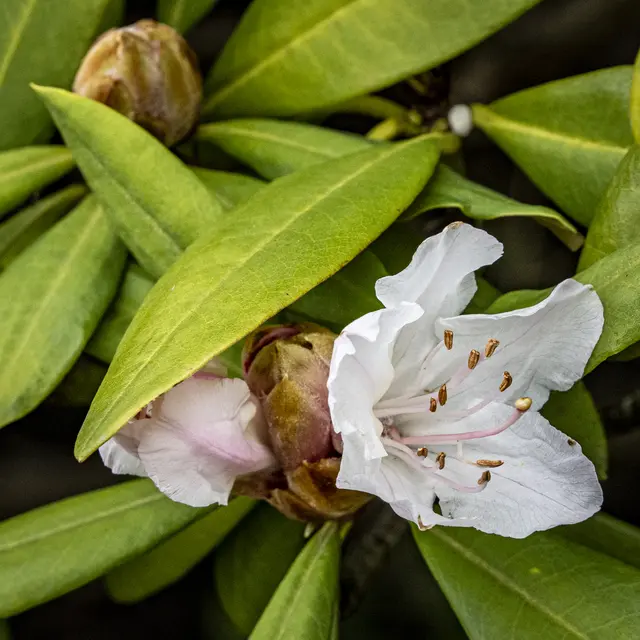 Die erste Rhododendronblüte! | Foto: ehw