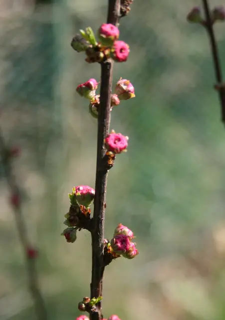 Mandelbäumchen
voller Vorfreude auf die Blüte. | Foto: (c) GMS