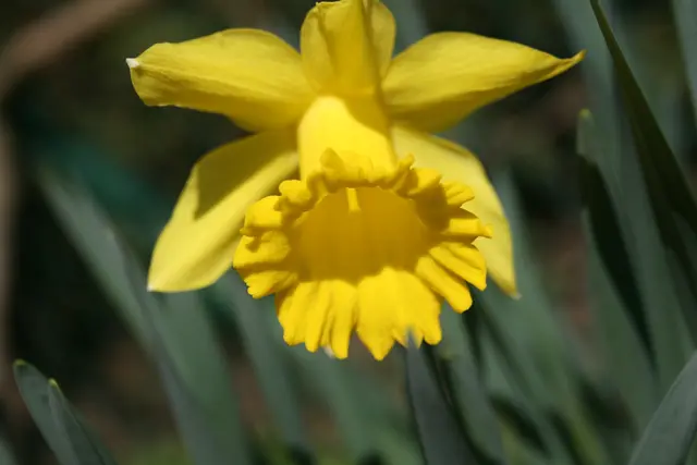 .. und verlockend für unsere Insekten. | Foto: (c) GMS